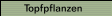 Topfpflanzen